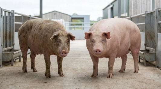 Vitamin C in Animal Nutrition: What Every Feed Pro Should Know