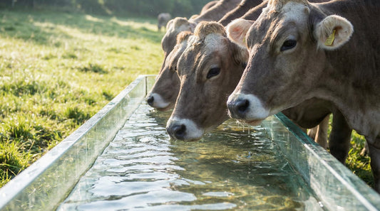 Vitamin C for Heat Stress Reduction in Poultry and Cattle: Powerful Benefits for Healthier Livestock